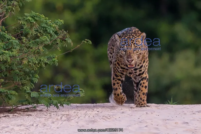 : Bresil, Mato Grosso, region du Pantanal, jaguar : Bresil, Mato Grosso, region du Pantanal, jaguar