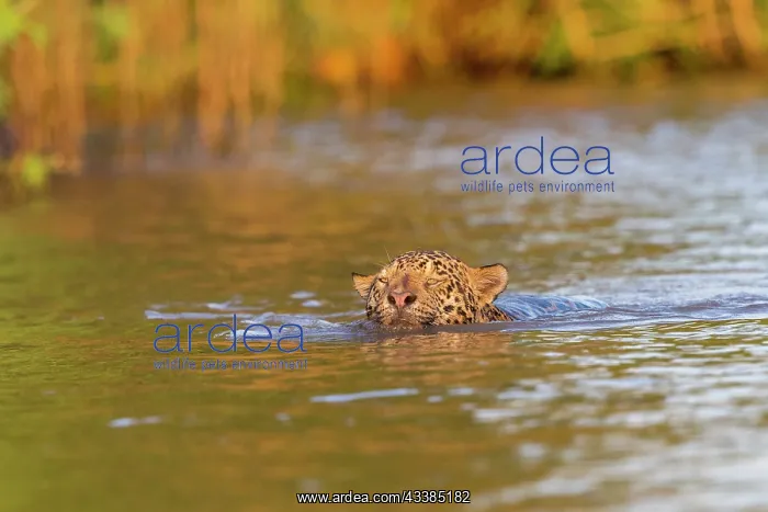 : Bresil, Mato Grosso, region du Pantanal, jaguar : Bresil, Mato Grosso, region du Pantanal, jaguar