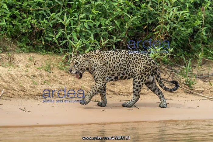 : Bresil, Mato Grosso, region du Pantanal, jaguar : Bresil, Mato Grosso, region du Pantanal, jaguar