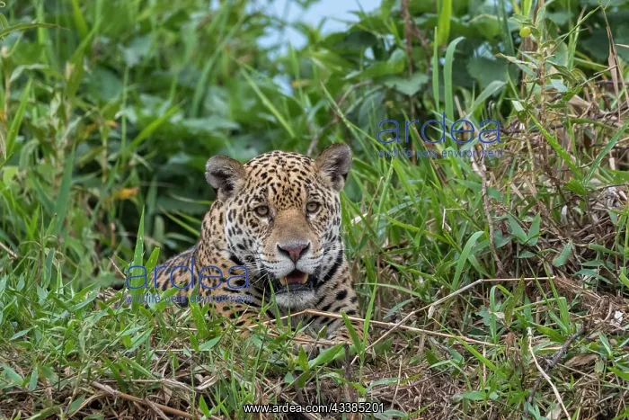 : Bresil, Mato Grosso, region du Pantanal, jaguar : Bresil, Mato Grosso, region du Pantanal, jaguar
