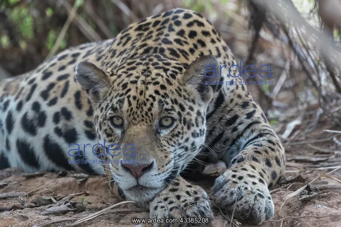 : Bresil, Mato Grosso, region du Pantanal, jaguar : Bresil, Mato Grosso, region du Pantanal, jaguar