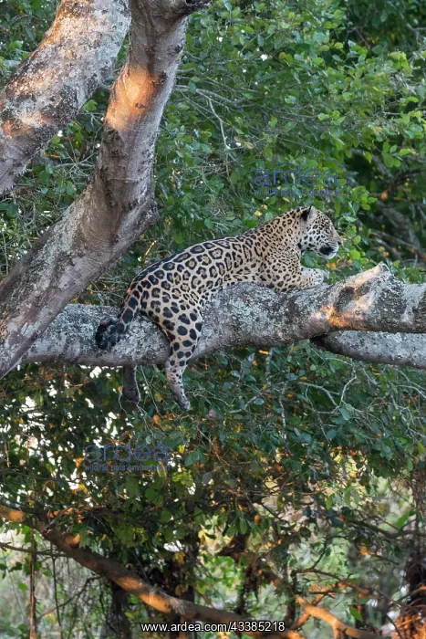 : Bresil, Mato Grosso, region du Pantanal, jaguar : Bresil, Mato Grosso, region du Pantanal, jaguar