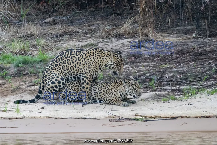 : Bresil, Mato Grosso, region du Pantanal, jaguar : Bresil, Mato Grosso, region du Pantanal, jaguar