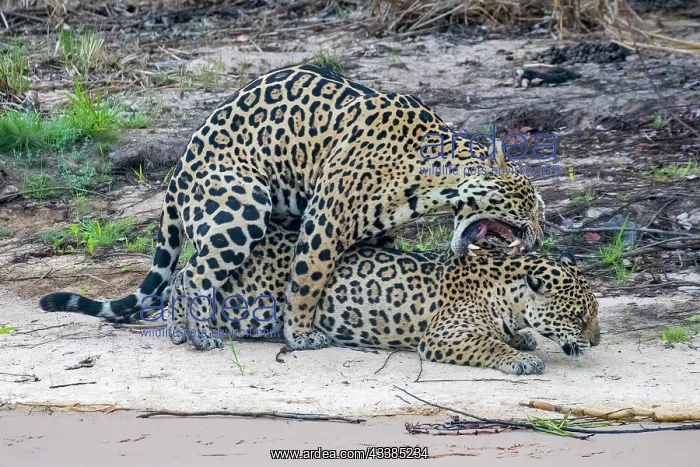 : Bresil, Mato Grosso, region du Pantanal, jaguar : Bresil, Mato Grosso, region du Pantanal, jaguar