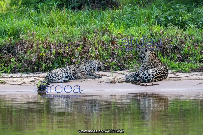 : Bresil, Mato Grosso, region du Pantanal, jaguar : Bresil, Mato Grosso, region du Pantanal, jaguar
