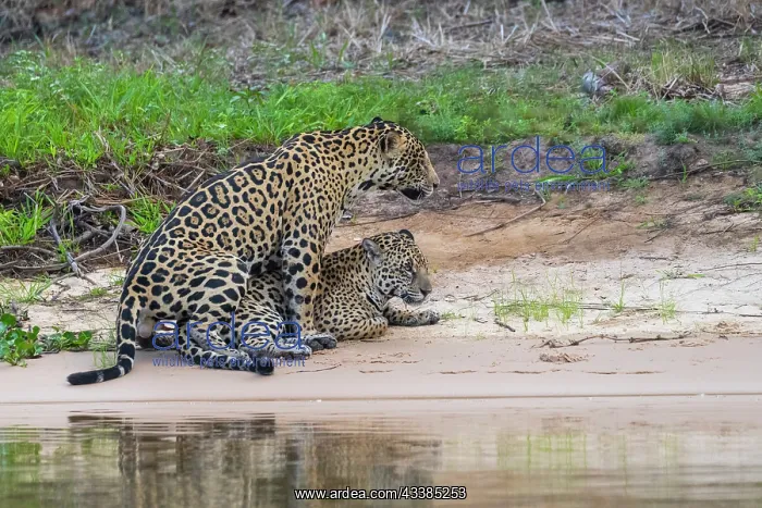  : Bresil, Mato Grosso, region du Pantanal, jaguar