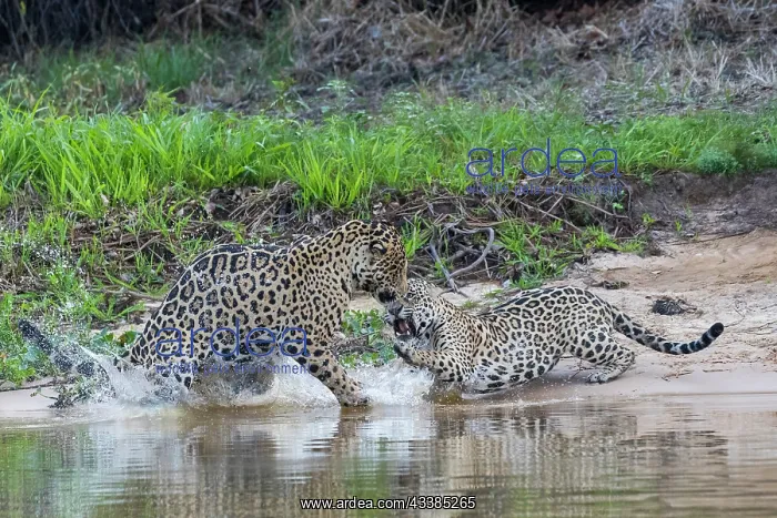 : Bresil, Mato Grosso, region du Pantanal, jaguar : Bresil, Mato Grosso, region du Pantanal, jaguar