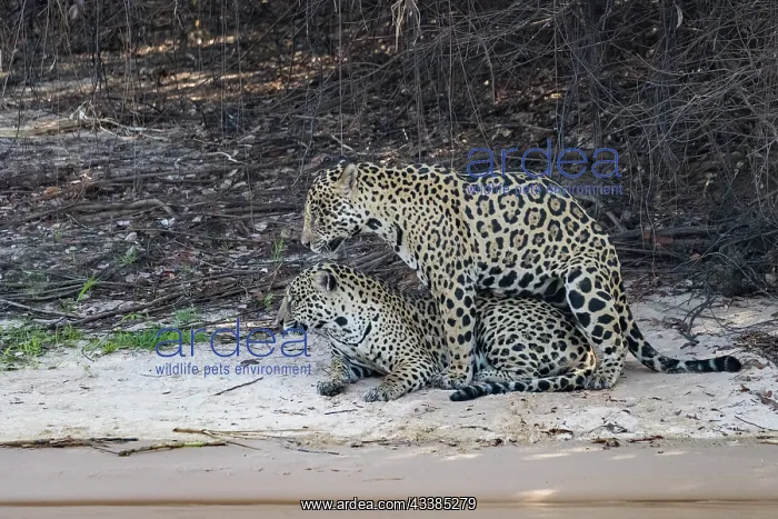 : Bresil, Mato Grosso, region du Pantanal, jaguar : Bresil, Mato Grosso, region du Pantanal, jaguar