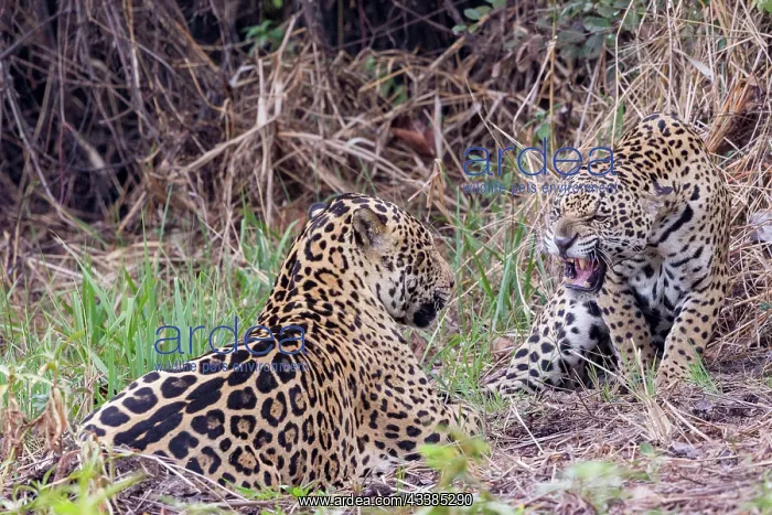 : Bresil, Mato Grosso, region du Pantanal, jaguar : Bresil, Mato Grosso, region du Pantanal, jaguar