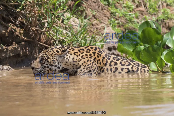 : Bresil, Mato Grosso, region du Pantanal, jaguar : Bresil, Mato Grosso, region du Pantanal, jaguar