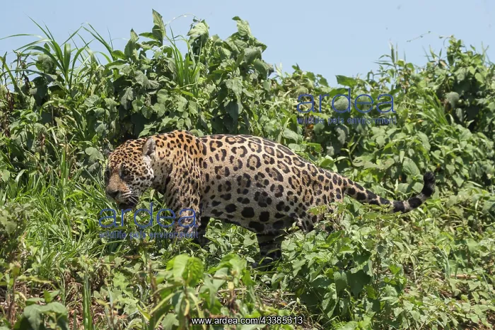 : Bresil, Mato Grosso, region du Pantanal, jaguar : Bresil, Mato Grosso, region du Pantanal, jaguar