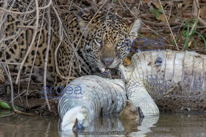  : Bresil, Mato Grosso, region du Pantanal, jaguar