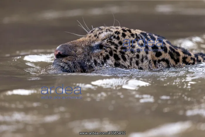 : Bresil, Mato Grosso, region du Pantanal, jaguar : Bresil, Mato Grosso, region du Pantanal, jaguar