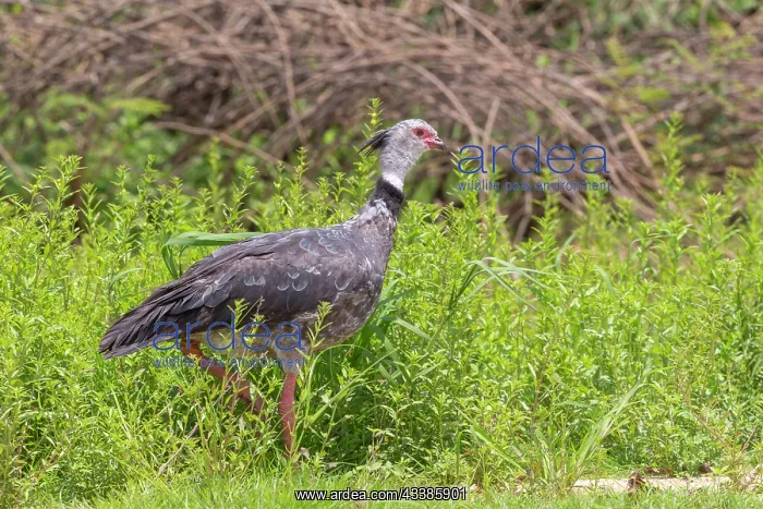 : Bresil, Mato Grosso, region du Pantanal, Kamichi : Bresil, Mato Grosso, region du Pantanal, Kamichi