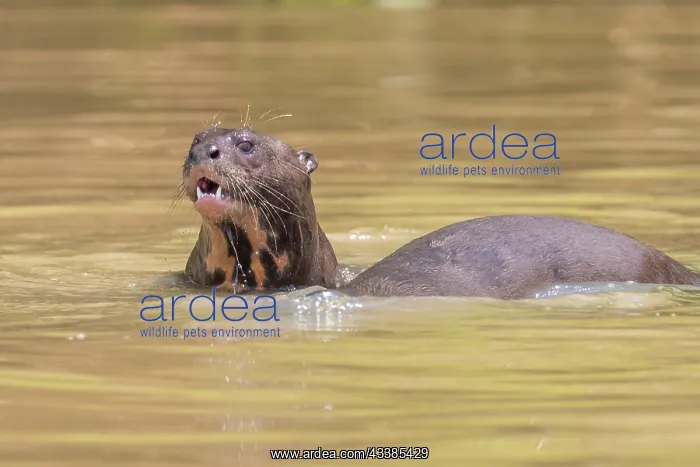 : Bresil, Mato Grosso, region du Pantanal, Loutre : Bresil, Mato Grosso, region du Pantanal, Loutre