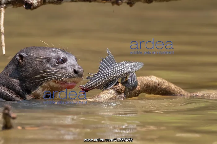 : Bresil, Mato Grosso, region du Pantanal, Loutre : Bresil, Mato Grosso, region du Pantanal, Loutre