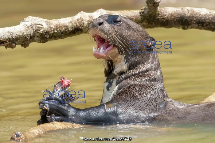 : Bresil, Mato Grosso, region du Pantanal, Loutre : Bresil, Mato Grosso, region du Pantanal, Loutre