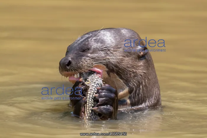 : Bresil, Mato Grosso, region du Pantanal, Loutre : Bresil, Mato Grosso, region du Pantanal, Loutre