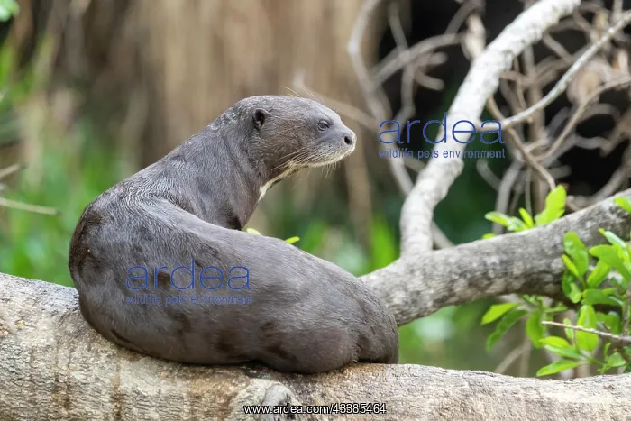  : Bresil, Mato Grosso, region du Pantanal, Loutre