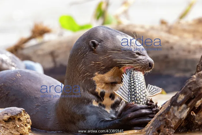 : Bresil, Mato Grosso, region du Pantanal, Loutre : Bresil, Mato Grosso, region du Pantanal, Loutre