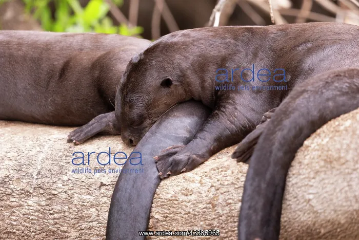 : Bresil, Mato Grosso, region du Pantanal, Loutre : Bresil, Mato Grosso, region du Pantanal, Loutre