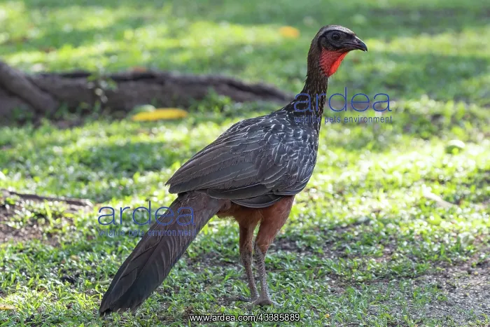 : Bresil, Mato Grosso, region du Pantanal, Penelope : Bresil, Mato Grosso, region du Pantanal, Penelope