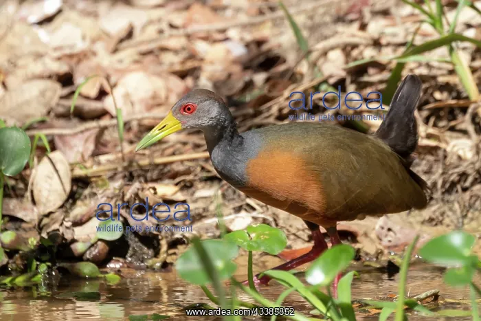 : Bresil, Mato Grosso, region du Pantanal, Rale de : Bresil, Mato Grosso, region du Pantanal, Rale de