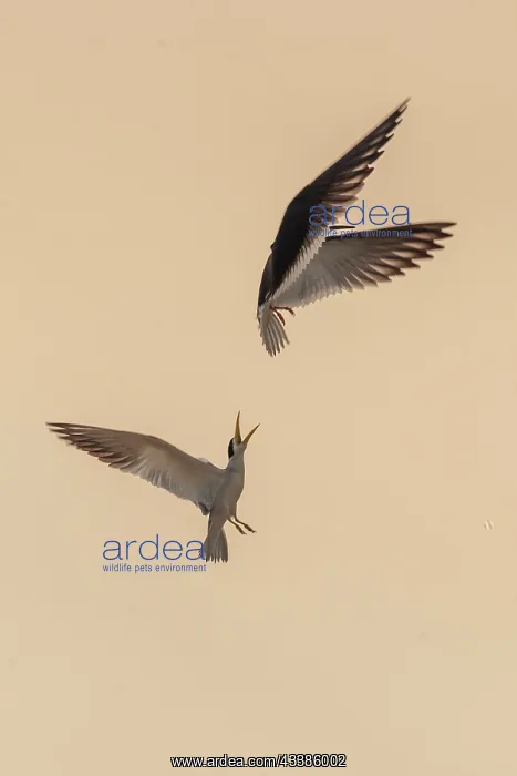 : Bresil, Mato Grosso, region du Pantanal, Sterne : Bresil, Mato Grosso, region du Pantanal, Sterne
