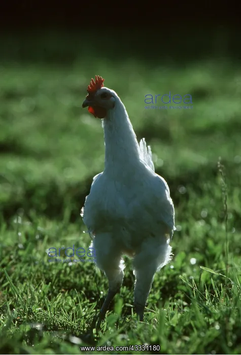 : BRESSE CHICKEN : BRESSE CHICKEN