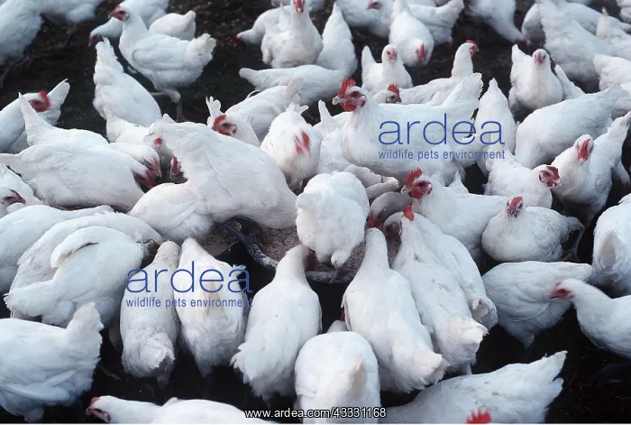: Bresse CHICKEN - Domestic : Bresse CHICKEN - Domestic