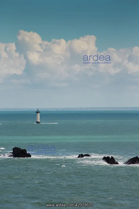 : Breton Lighthouse : Breton Lighthouse