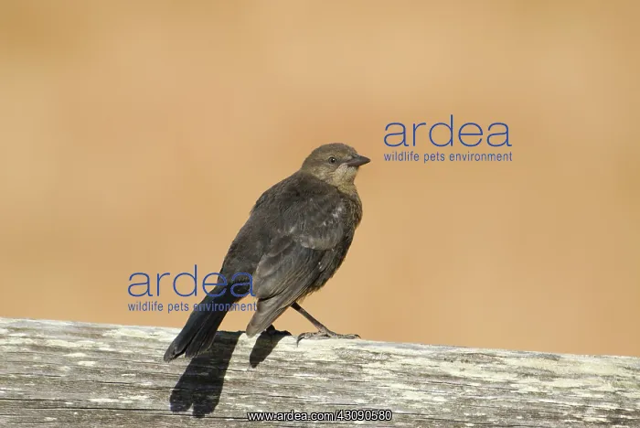 : Brewer's blackbird : Brewer's blackbird