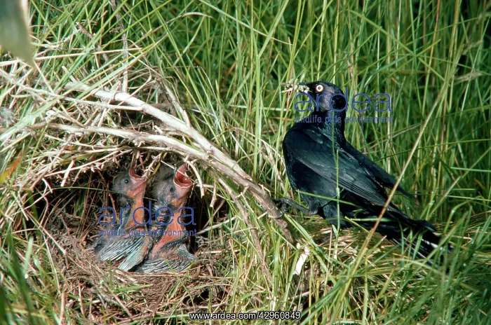 : Brewer's Blackbird - adult feeding young at nest : Brewer's Blackbird - adult feeding young at nest