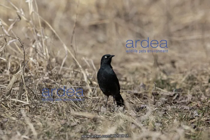 : Brewer's Blackbird (Euphagus cyanocephalus) : Brewer's Blackbird (Euphagus cyanocephalus)