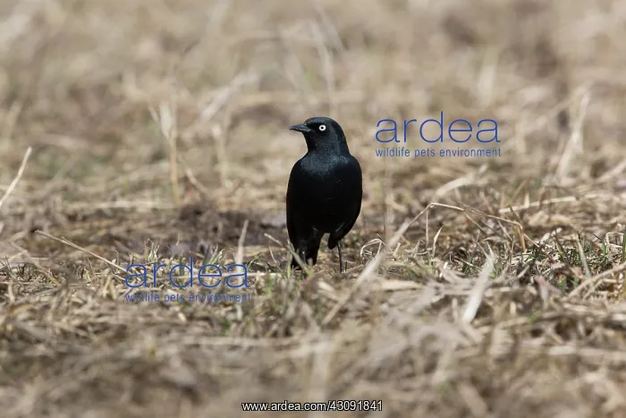 : Brewer's Blackbird (Euphagus cyanocephalus) : Brewer's Blackbird (Euphagus cyanocephalus)