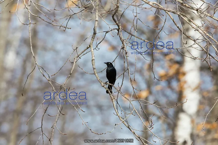 : Brewer's Blackbird on a limb : Brewer's Blackbird on a limb