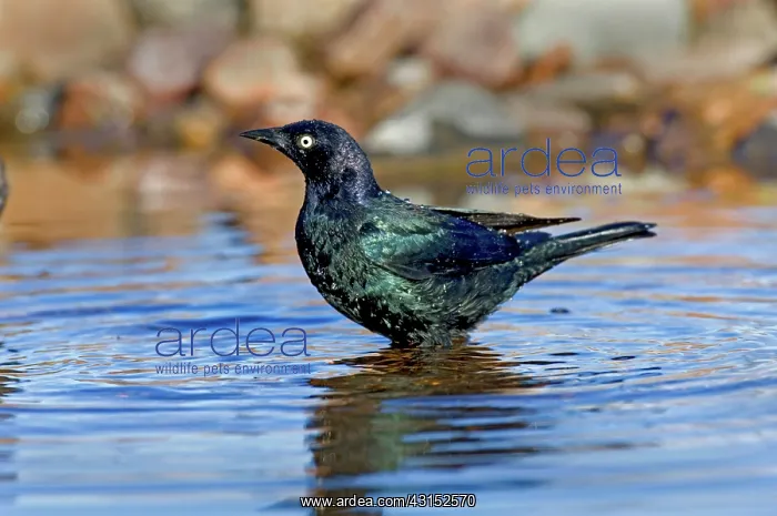 : Brewer's Blackbird in water : Brewer's Blackbird in water