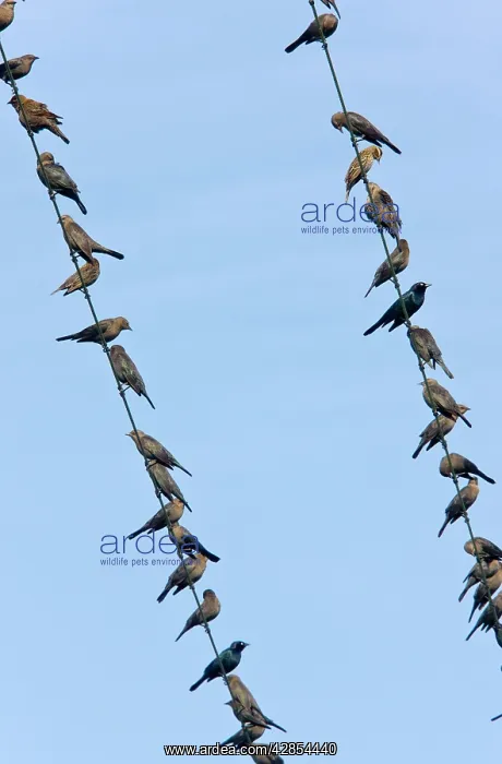 : Brewer's Blackbirds - mainly immatures gathered : Brewer's Blackbirds - mainly immatures gathered