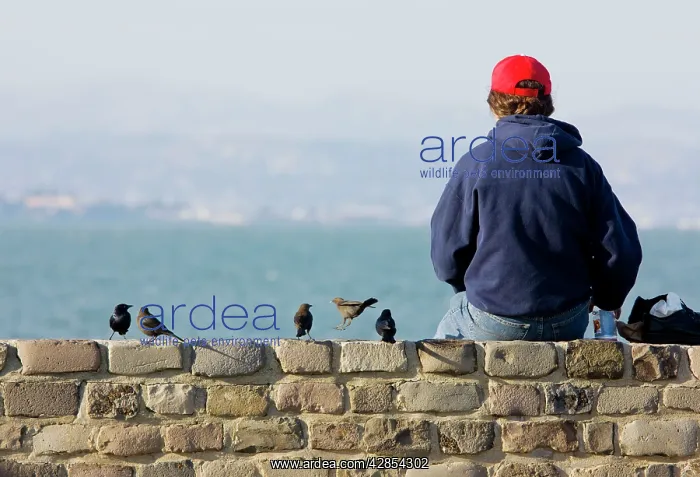 : Brewer's Blackbirds - on wall next to girl : Brewer's Blackbirds - on wall next to girl