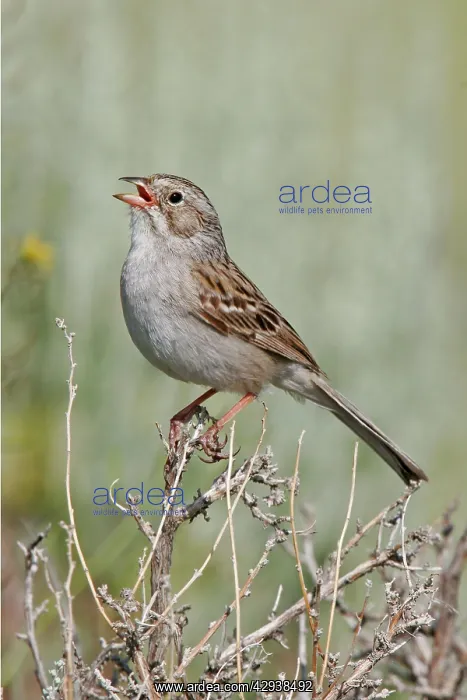 : Brewer's Sparrow : Brewer's Sparrow