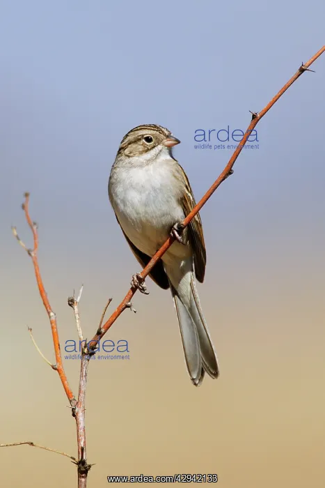 : Brewer's Sparrow : Brewer's Sparrow