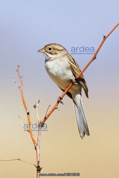 : Brewer's Sparrow : Brewer's Sparrow