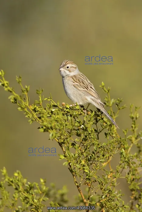 : Brewer's Sparrow (S. breweri) : Brewer's Sparrow (S. breweri)