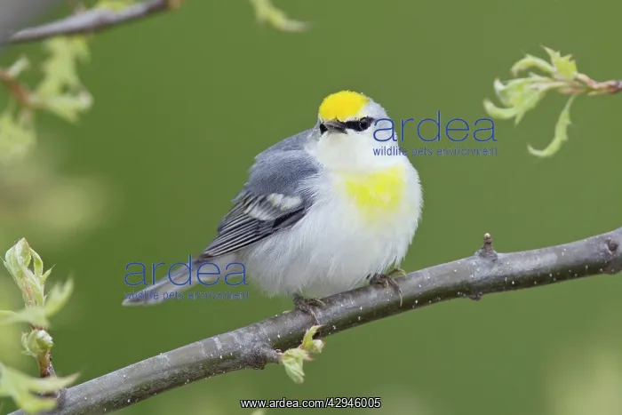 : Brewster's Warbler : Brewster's Warbler