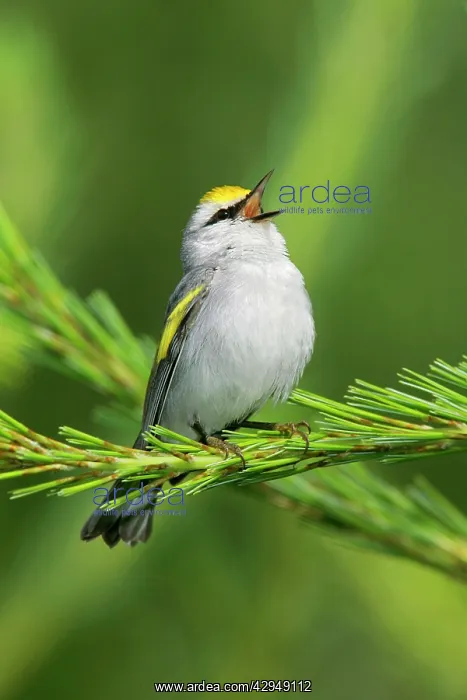 : Brewster's Warbler : Brewster's Warbler