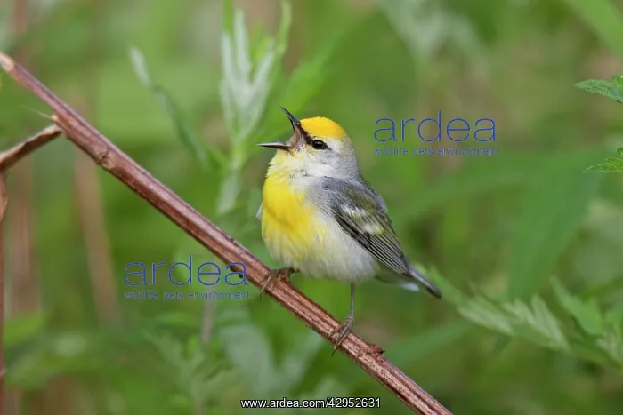  : Brewster's Warbler - hybrid between Blue-winged