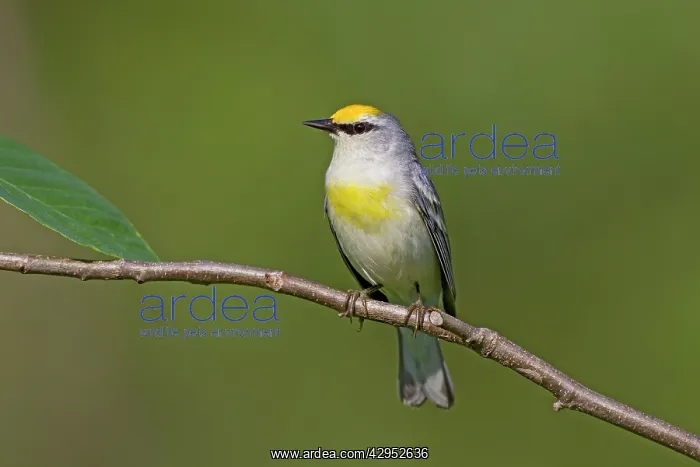 : Brewster's Warbler - hybrid between Blue-winged : Brewster's Warbler - hybrid between Blue-winged