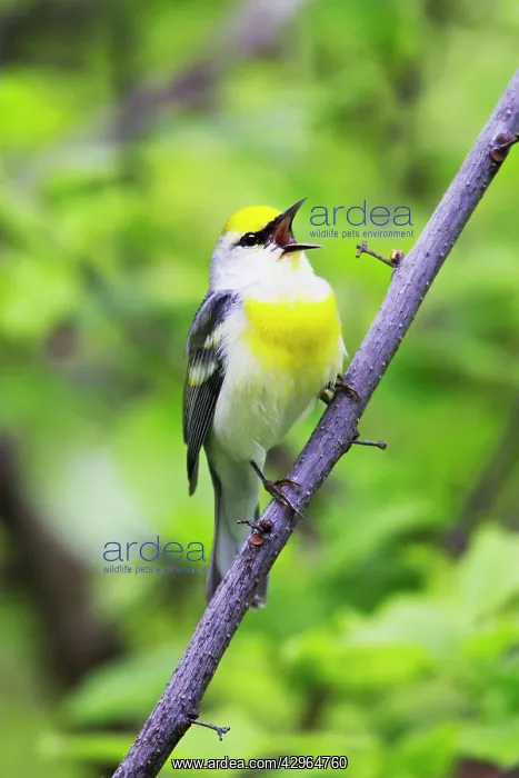 : Brewster's Warbler - Hybrid between Blue-winged : Brewster's Warbler - Hybrid between Blue-winged
