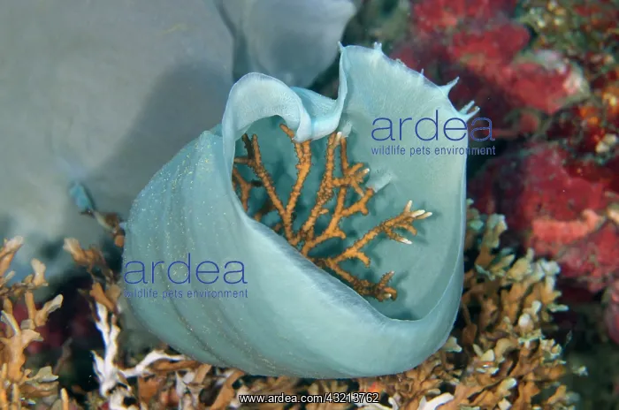  : Briar Coral (Anacropora sp) growing inside Sponge