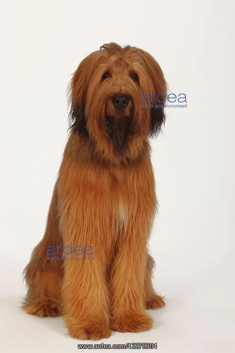: Briard, 1 year, Berger de Brie, sitting, view into : Briard, 1 year, Berger de Brie, sitting, view into